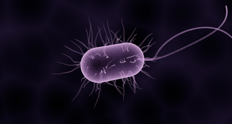 Бактерия 