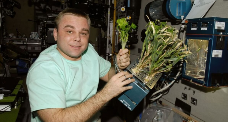 Выращивание растений в космосе. Эксперименты по выращиванию растений в космосе ведутся уже давно. Фото.