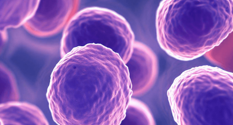 Бактерии снижают эффективность лечения рака. Бактерии подавляют Т-лимфоциты, которые отвечают за уничтожение раковых клеток. Фото.